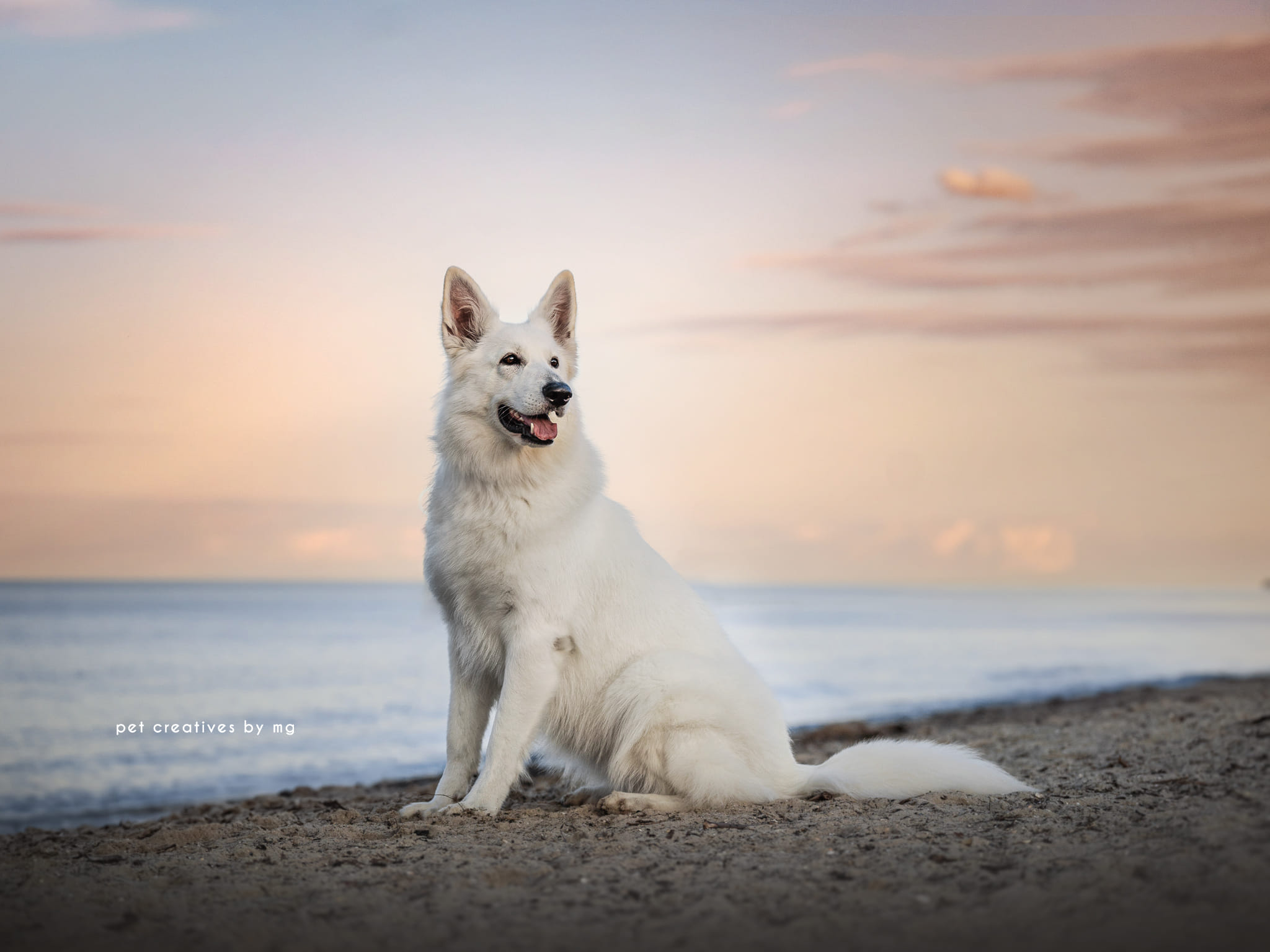 Biały Owczarek Szwajcarski