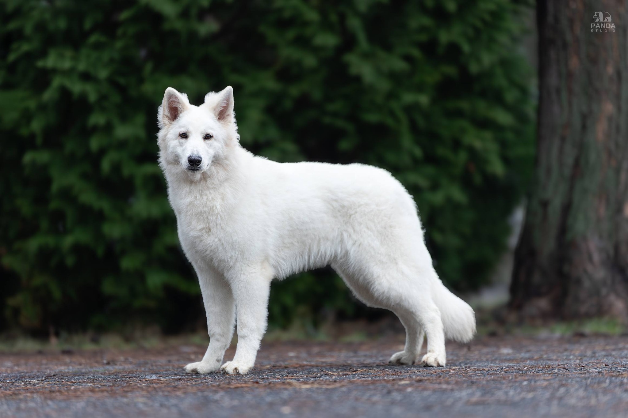 Elza from Frozen - Nitradog Carnival Cup