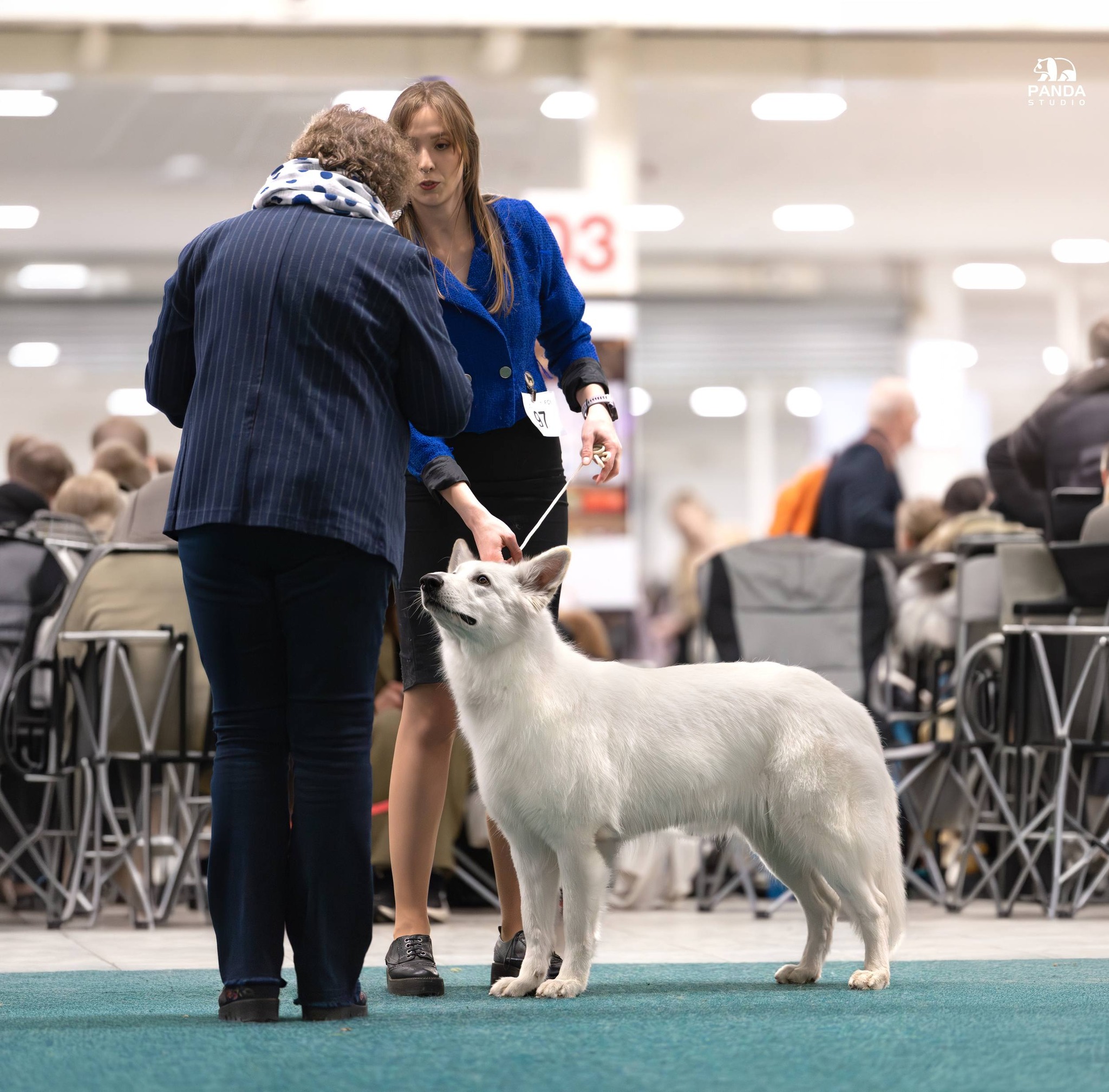 Foxy Lady - Nitradog Carnival Cup
