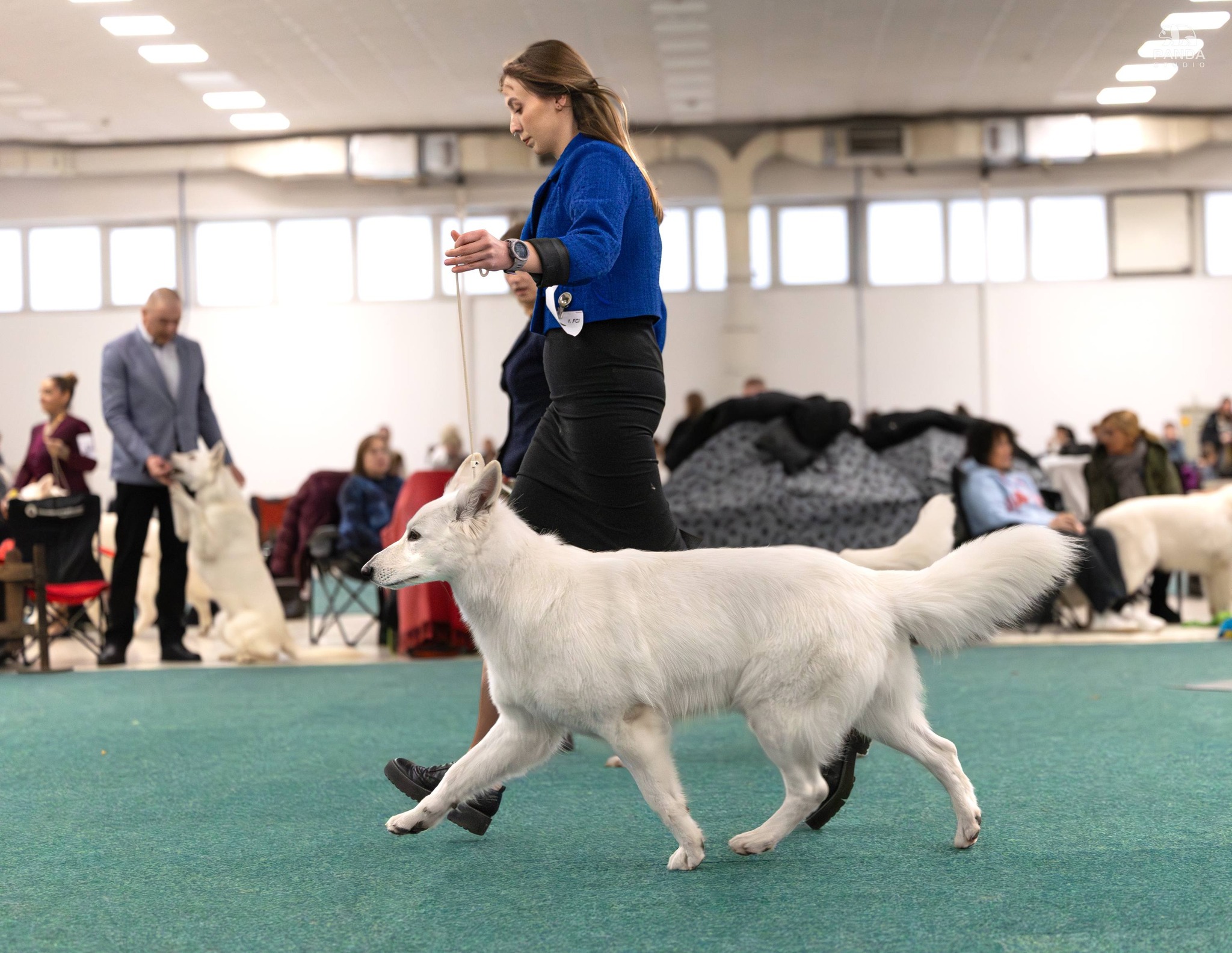 Foxy Lady - Nitradog Carnival Cup