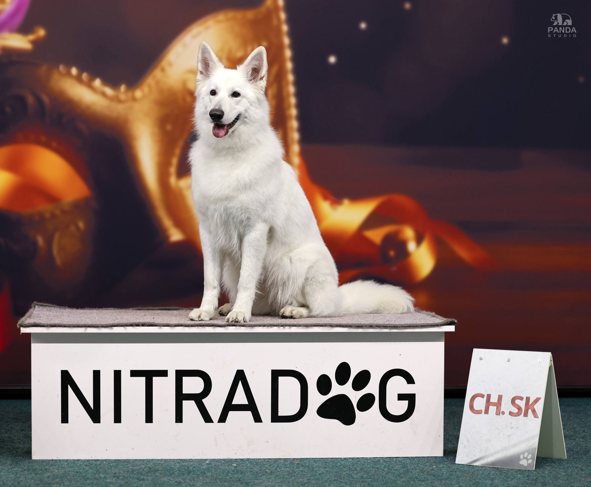 Foxy Lady - Nitradog Carnival Cup