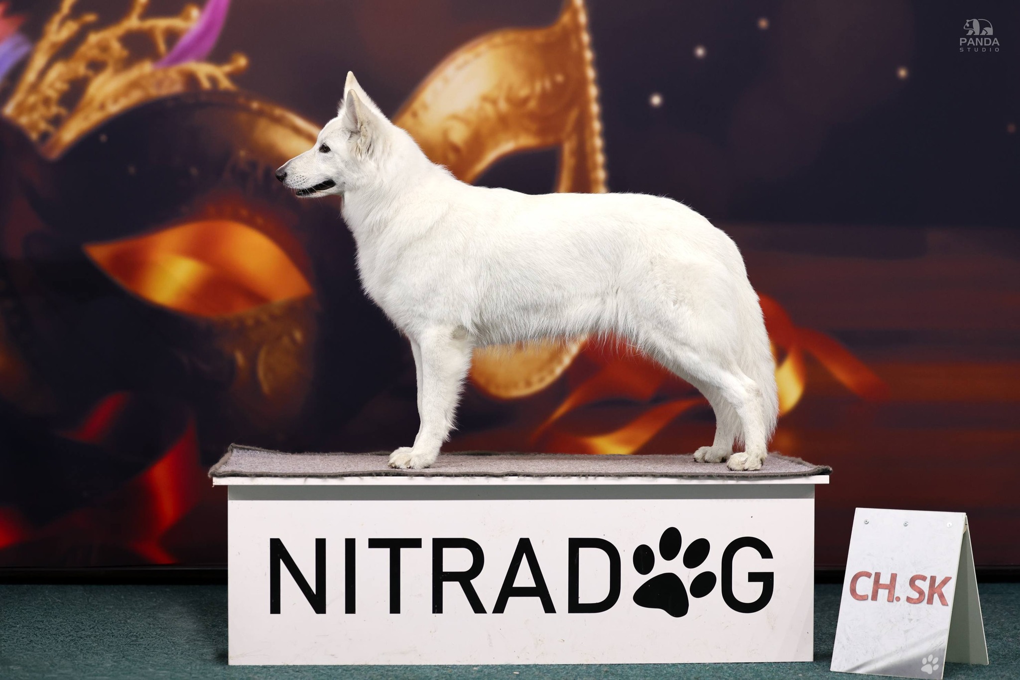Foxy Lady - Nitradog Carnival Cup